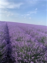 Lavender Oil SRL