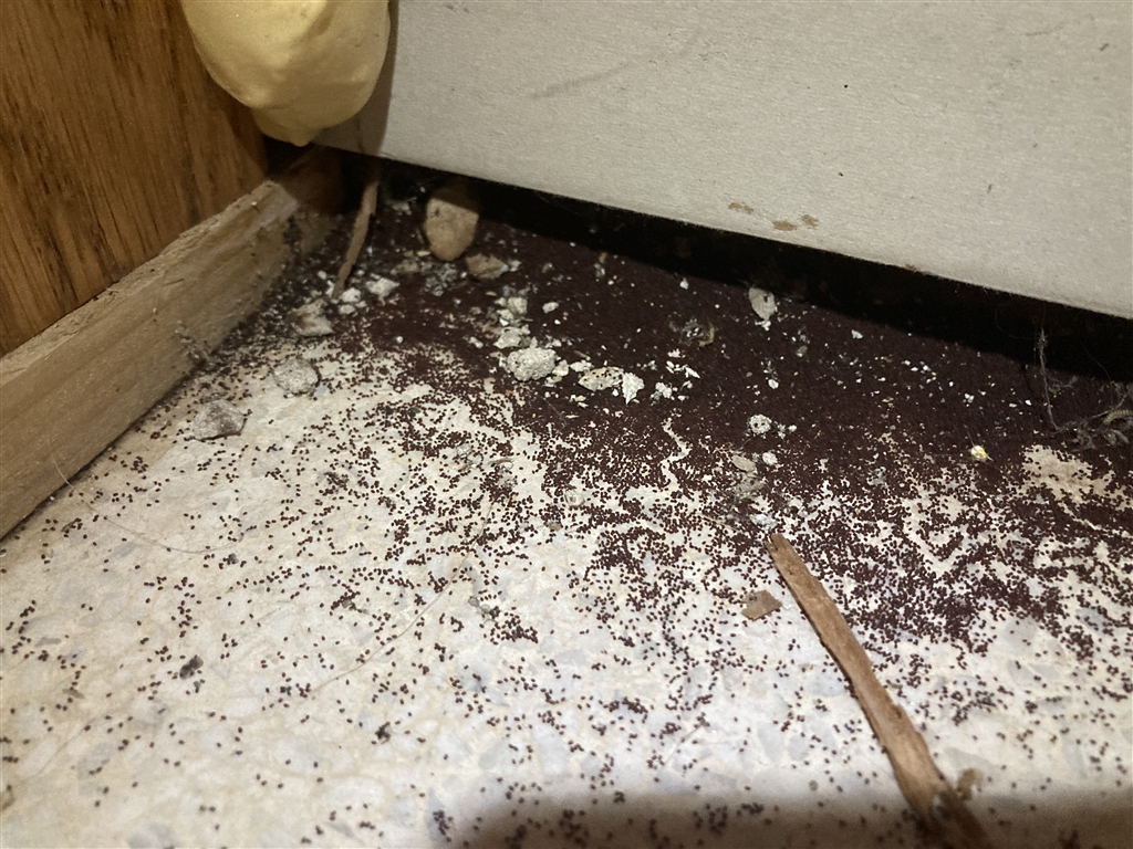termite excrement on base floor behind the dishwasher wall is exterior ...