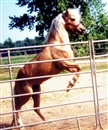 Pony girl
